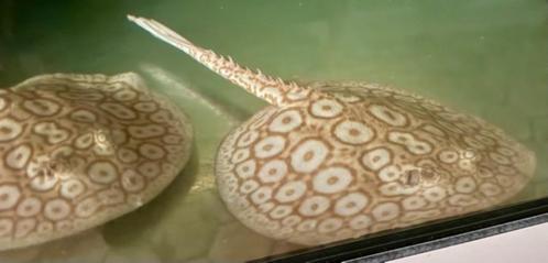 Potamotrygon pearl zoetwater roggen albino, Dieren en Toebehoren, Vissen | Aquariumvissen, Zoetwatervis, Vis