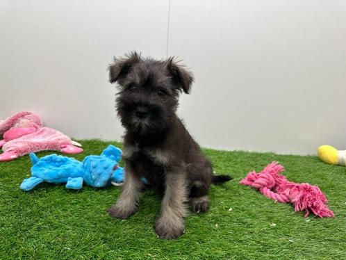 Dwergschnauzer pups, Dieren en Toebehoren, Honden | Chihuahua's en Gezelschapshonden, Meerdere dieren, Overige rassen, Fokker | Professioneel
