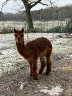 Alpaca te koop, Juin, Mâle