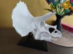 Triceratops schedel (PLA) Jurassic Park, Ophalen of Verzenden, Nieuw