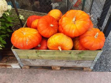 pompoenen beschikbaar voor biedingen