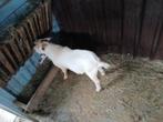 Dwerg bok, Dieren en Toebehoren