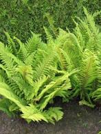 Polystichum setiferum ‘Herrenhausen’, Tuin en Terras, Ophalen, Halfschaduw