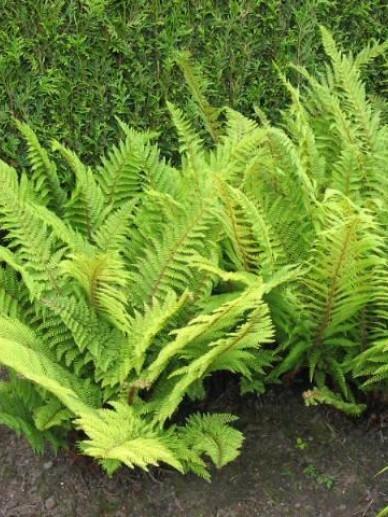 Polystichum setiferum ‘Herrenhausen’, Tuin en Terras, Planten | Tuinplanten, Halfschaduw, Ophalen