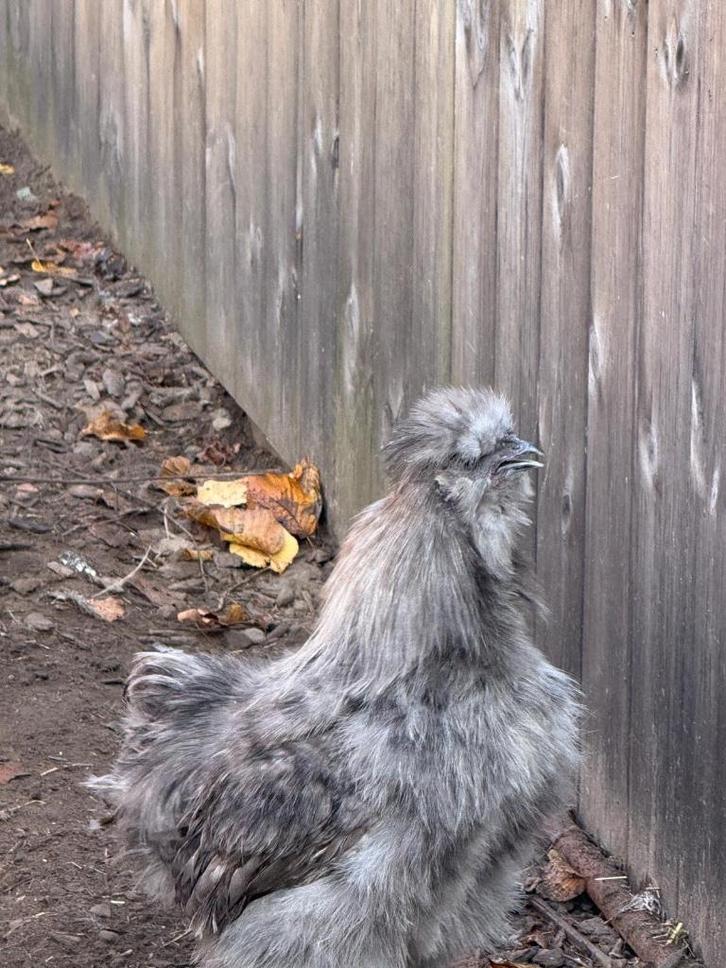 Zijdehoen haantje, Dieren en Toebehoren, Vogels | Overige Vogels, Mannelijk