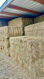 Kwaliteitshooi voor paarden te koop, Dieren en Toebehoren, Ophalen