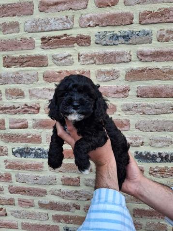 Maltipoo puppies, supermooi en kerngezond, Dieren en Toebehoren, Honden | Chihuahua's en Gezelschapshonden, België, Fokker | Hobbymatig