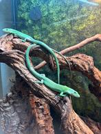 Gastropholis prasina 1.1 - volwassen bewezen kweekkoppel, Hagedis