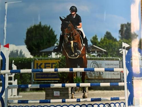 Trainen van paarden, Dieren en Toebehoren, Stalling en Weidegang