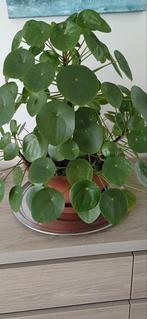 Pannenkoeken plant., Enlèvement