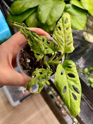 Monstera frozen freckles beschikbaar voor biedingen