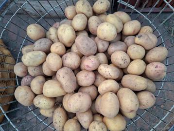 Kleinere krieltjes carolus (bio) 50cent / kg beschikbaar voor biedingen