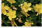 stek van hypericum/hertshooi vaste tuinplant/struik € 3, Winter, Vaste plant, Ophalen