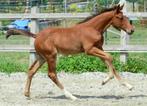 Springpaard veulen., Dieren en Toebehoren, Paarden, Hengst, Springpaard, Met stamboom, 0 tot 2 jaar