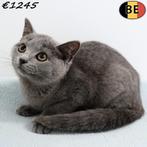 Britse Korthaar (Blauw) kittens geboren in België, Meerdere dieren, Gechipt, 0 tot 2 jaar