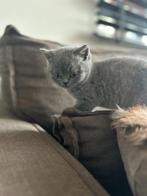 britse korthaar kitten, Poes, Gechipt, 0 tot 2 jaar