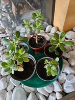 Mooie crassula plantjes, Enlèvement