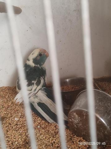 kakariki jong te koop beschikbaar voor biedingen