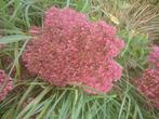 Sedum, Volle zon, Vaste plant, Zomer, Ophalen