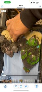 Jonge edelpapegaai, Dieren en Toebehoren, Mannelijk, Papegaai, Geringd