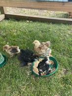 Cochin kriel kuikens, Dieren en Toebehoren, Meerdere dieren, Kip