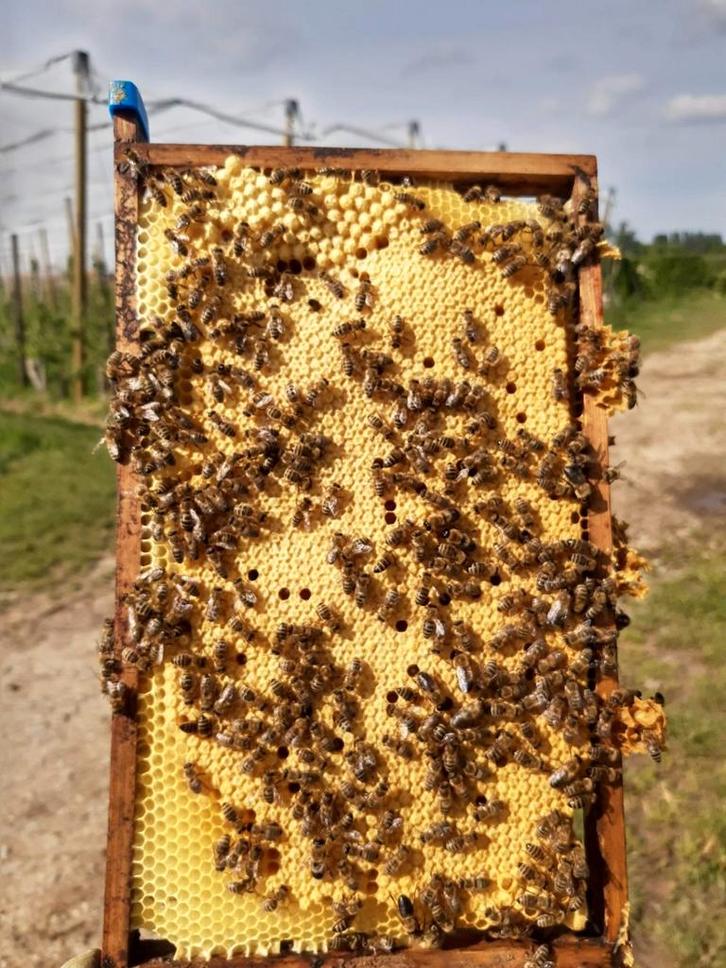 Leuke bijenvolken., Animaux & Accessoires, Insectes & Araignées, Abeilles