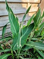 Canna Stuttgart, Ophalen, Vaste plant, Halfschaduw