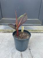 Canna Durban, Ophalen