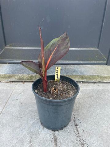 Canna Durban beschikbaar voor biedingen