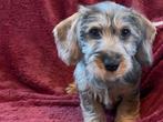 Dwergteckel pups, Dieren en Toebehoren, Honden | Teckels en Dashonden, België, 15 weken tot 1 jaar, CDV (hondenziekte), Dwerg