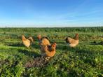 Jonge tamme wyandotte kriel kippen veel kleuren + ingeënt, Dieren en Toebehoren, Pluimvee, Vrouwelijk, Kip