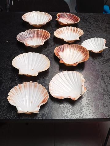 9 coquilles om te garneren beschikbaar voor biedingen