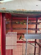 Dwergpapegaai, Dieren en Toebehoren, Vogels | Parkieten en Papegaaien, Dwergpapegaai of Agapornis