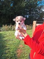 Chihuahua pups, Dieren en Toebehoren, Honden | Chihuahua's en Gezelschapshonden, België, CDV (hondenziekte), 8 tot 15 weken, Meerdere