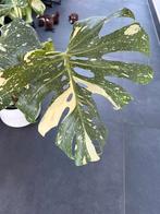 Monstera Thai Constellation, Huis en Inrichting, Ophalen, Overige soorten, Halfschaduw, In pot