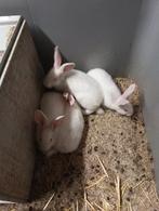 Vleeskonijnen,  wit van dendermonde, Dieren en Toebehoren, Konijnen