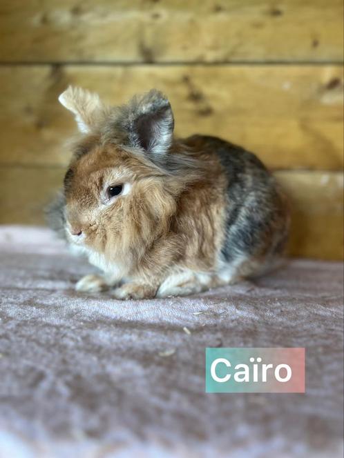 TER Adoptie gecastreerd gevaccineerde rammen, Dieren en Toebehoren, Konijnen, Klein, Mannelijk, 0 tot 2 jaar