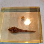 Blokje lucite met gedroogd diertje, Dieren en Toebehoren