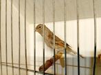 Harlekijn pop 2024, Dieren en Toebehoren, Vogels | Kanaries