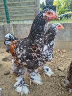 Brahma porselein hanen, Mannelijk, Kip