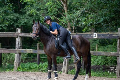 Training / zadelmak maken, Dieren en Toebehoren, Paarden en Pony's | Dekhengsten en Fokmerries