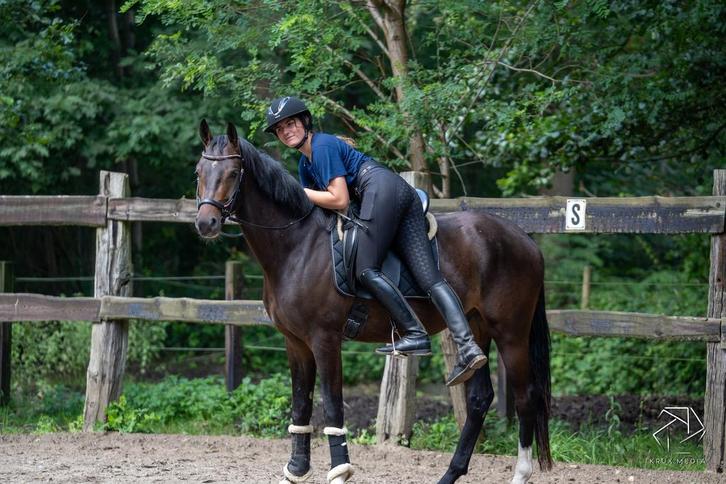 Training / zadelmak maken, Dieren en Toebehoren, Paarden en Pony's | Dekhengsten en Fokmerries