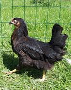 Legkippen jonge hennen verschillende soorten beschikbaar, Femelle, Poule ou poulet