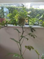 monstera, Ophalen, Overige soorten, Halfschaduw, In pot