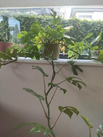 monstera  beschikbaar voor biedingen