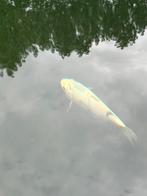 Witte koi te koop (ongeveer 20cm), Dieren en Toebehoren, Karper of Koi