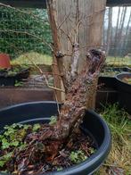 Bonsai meidoorn, Tuin en Terras, Ophalen of Verzenden