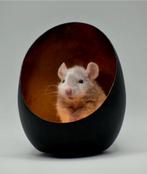 Rattery knabbelhoek nog enkele rittens beschikbaar, Dieren en Toebehoren, Rat, Meerdere dieren, Tam, Oktober