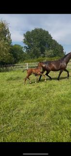 Hengstenveulen uit moederlijn van Hickstead!, Dieren en Toebehoren, Paarden, Springpaard, Gechipt, 0 tot 2 jaar, Hengst