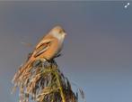 Pop Baardmannetje, Dieren en Toebehoren, Vogels | Overige Vogels, Vrouwelijk, Wildzangvogel, Geringd